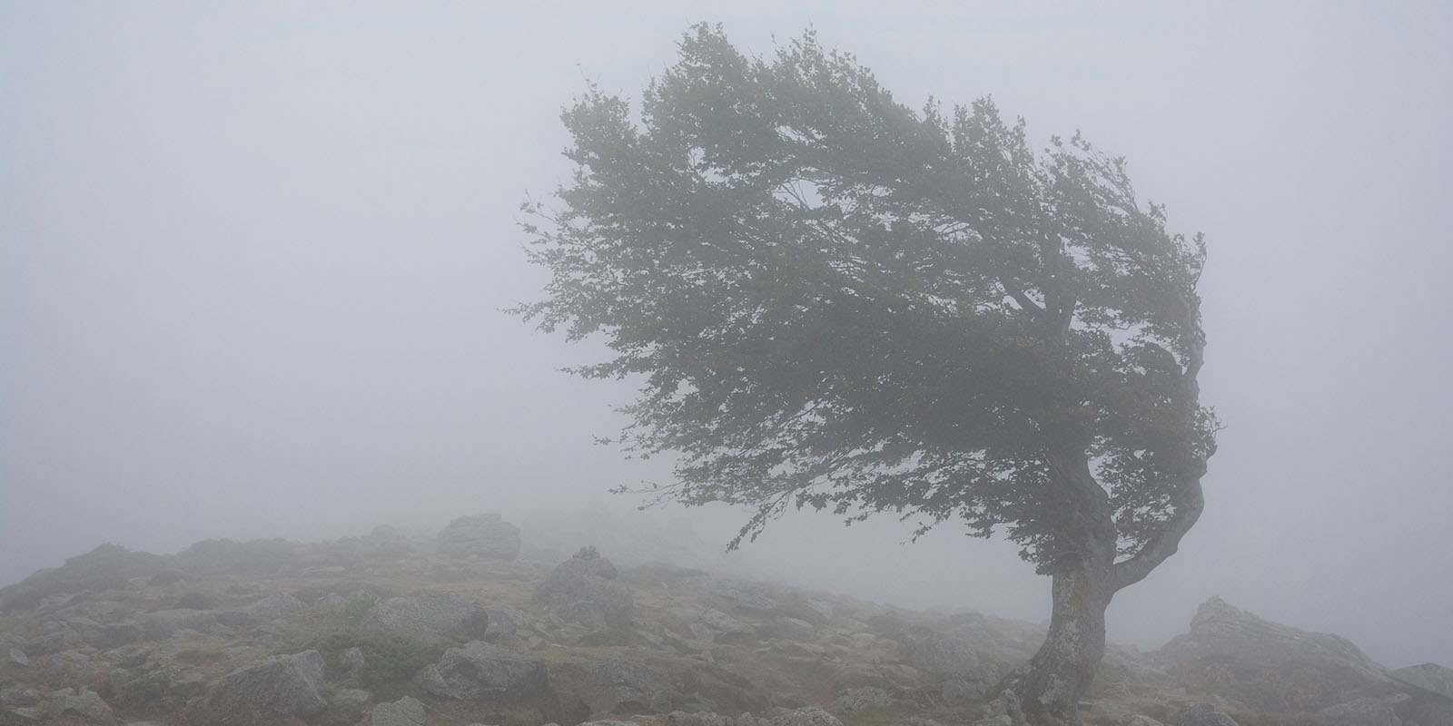 Blowing in the Wind