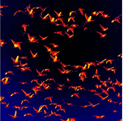 FAA system helps mitigate aircraft wildlife strikes (VIDEO)
